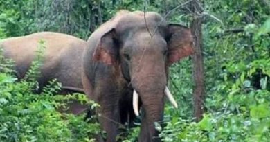 কাপ্তাই সড়কে বন্যহাতির আক্রমণে নিহত ২, আহত ৩